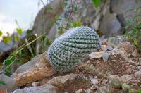 Mammillaria_infernillensis_GM_780.jpg